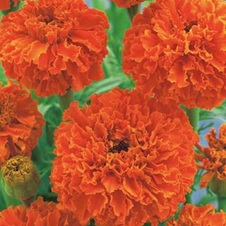 アフリカンマリーゴールド 農業屋 Com