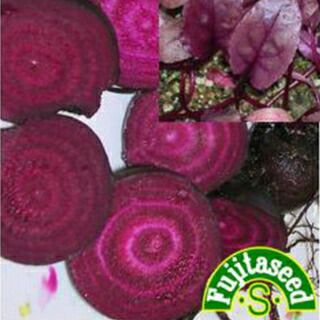 ビーツ 種 キャンディストライプ 小袋 ビーツの種 農業屋 Com