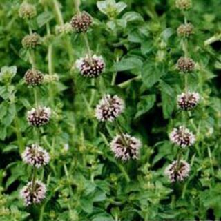 果樹苗 【 梅 露茜 1年生苗木 】 品種 露茜 品種登録番号 17561