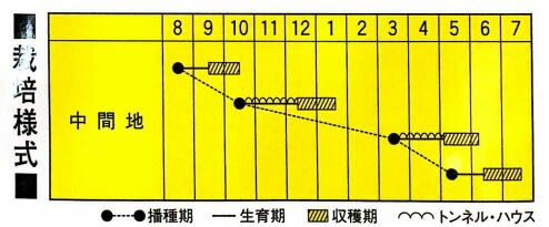 カブ 種 【 ゆきわらし 】 1dl ( カブの種 ) | 農業屋.com