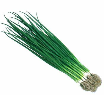 こねぎページ ネギ 種 【 小ねぎ 冬どり若香 】 1L ( ネギの種 ) | 農業屋.com