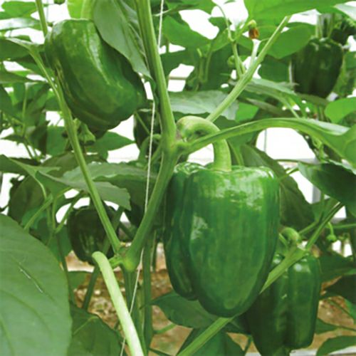 ピーマン 種 【 ちぐさ 】 小袋　( 野菜の種 )