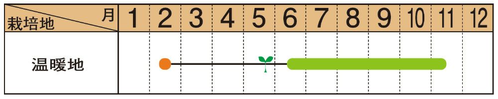 ピーマン 種 【 ちぐさ 】 小袋　( 野菜の種 )