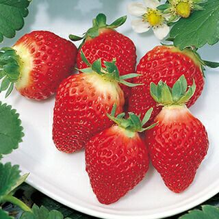 【専用】いちご苗　200株 いちご 野菜苗 【イチゴ苗 宝交早生】3号ポット 苺苗 1株 【予約