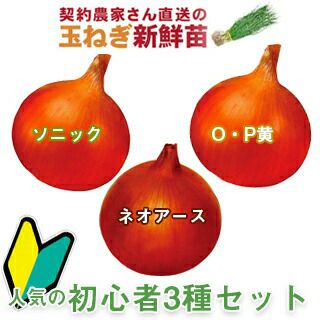 玉ねぎ苗 | 農業屋.com