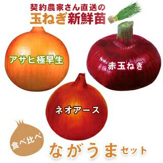 玉ねぎ苗 【予約】 ながうまセット [ たまねぎ苗 タマネギ苗 玉葱苗