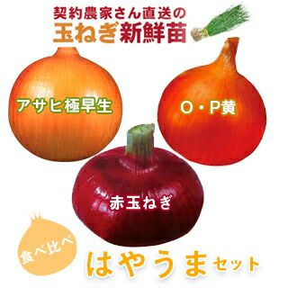 玉ねぎ苗 | 農業屋.com