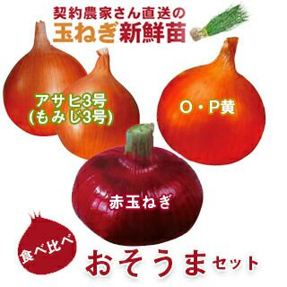 玉ねぎ苗 | 農業屋.com