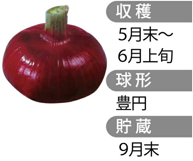 楽天市場】タマネギ トップゴールド320 超極早生 野菜苗 100本
