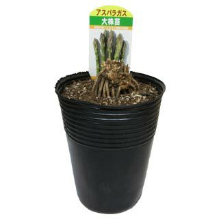 アスパラガス素掘り株 | 農業屋.com