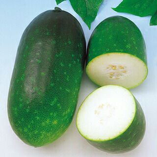 オクラ種15粒 冬瓜タネ15粒 トウガン 自家採種 収穫夏以降 農薬