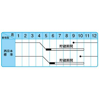 玉ねぎ 種 【 甲高赤 】 100ｇ ( たまねぎの種 )