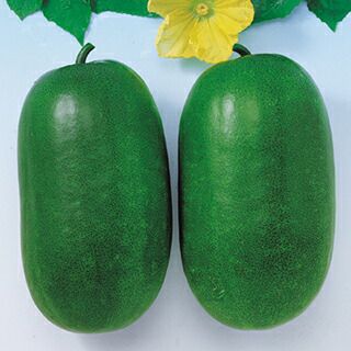 000000018861-01-l.jpg?t=