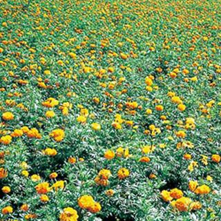 000000019057-01-l.jpg?t=