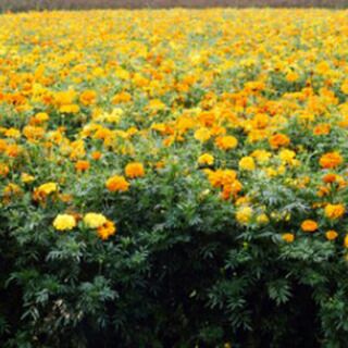 緑肥 種 マリーゴールド アフリカントール 0g 緑肥の種 農業屋 Com