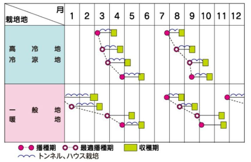 ホウレンソウ 種 【 早どりほうれん草 ミラージュ 】 （923－410） ( ホウレンソウの種 ) | 農業屋.com