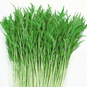 水菜 | 農業屋.com