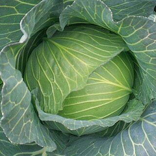 000000019776-01-l.jpg?t=