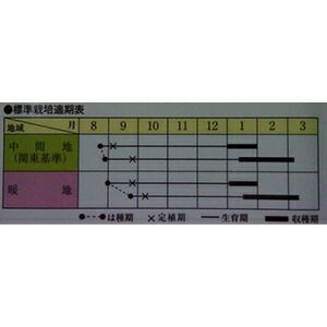 ハクサイ 種 【 結福78 】 20ml ( ハクサイの種 ) | 農業屋.com