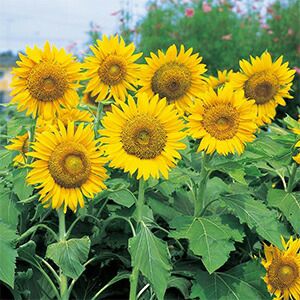 【けいちゃんさま専用】ひまわりと農村二枚セット ひまわり栽培キット - SEISHIN PLUS