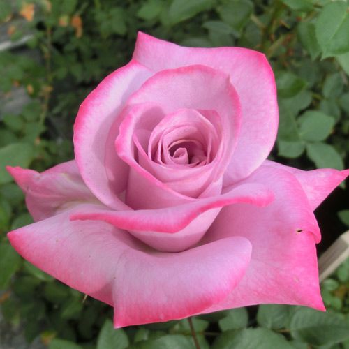 希少　薔薇苗　バラ苗　フラ…2年　1鉢 000000020180-01-l.jpg?t=