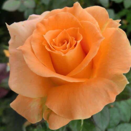 000000020184-01-l.jpg?t=