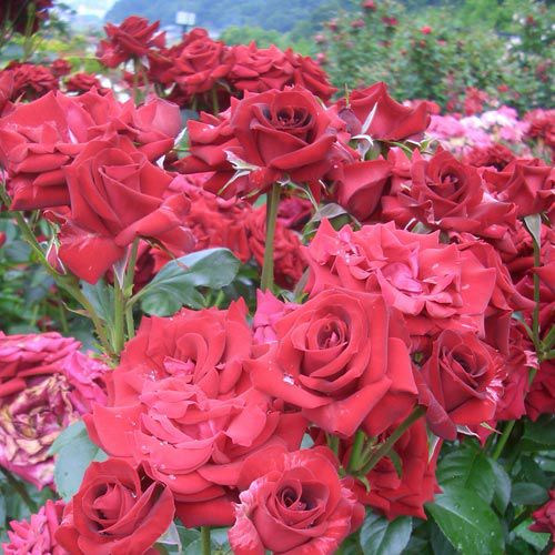 切花バラ苗ニ苗 バラ苗 強香 イブ系 kn29−127 4号 今井清作出 切り花品種