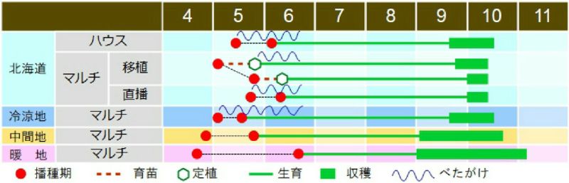 落花生 種 【 おおまさり 】 1L ( 落花生の種 ) | 農業屋.com