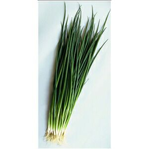 ネギ 種 【 みやび姫 】 1L ( ネギの種 ) | 農業屋.com