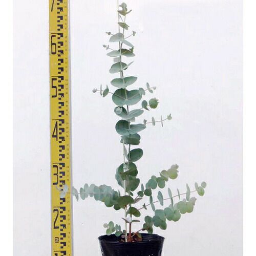 苗木 ユーカリ・シネレア 15cmポット | 農業屋.com