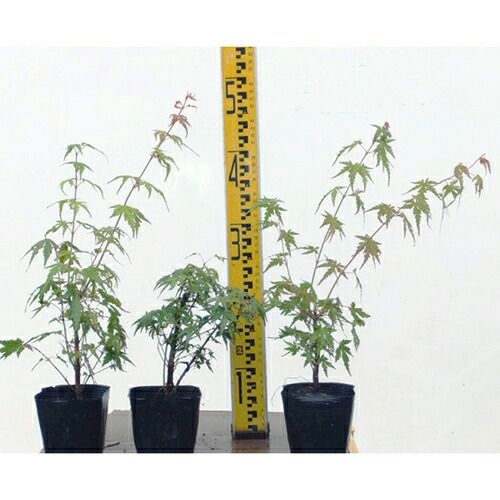 苗木 イロハモミジ 盆栽用原木 10.5cmポット | 農業屋.com