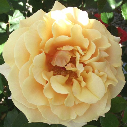 ＊taiju_0818様確認用＊バラ苗 ばら苗 カラメラ 000000020989-01-l.jpg?t=