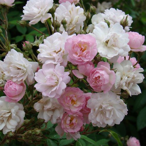 バラ苗 切りバラ苗 R♡yal blush バラ苗 予約苗 バラ苗 【ラブロッシュ