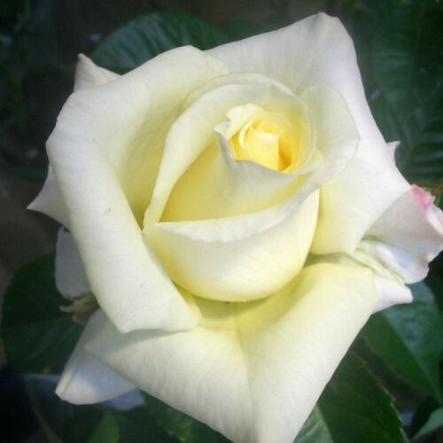 バラ苗 グラステン 2年大株苗 4号鉢 フロリバンダローズ 中輪木立 農業屋 Com