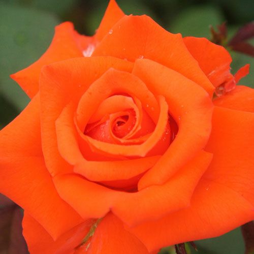 000000021184-01-l.jpg?t=