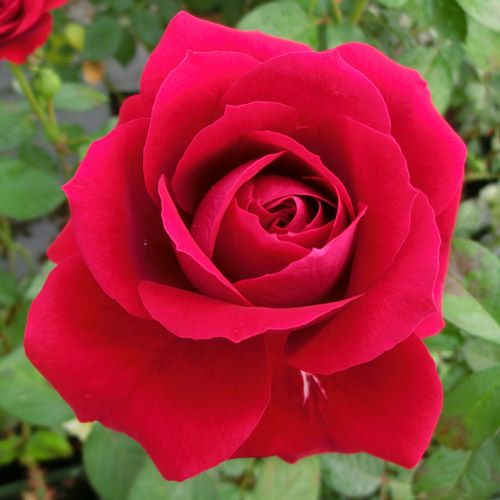 000000021185-01-l.jpg?t=