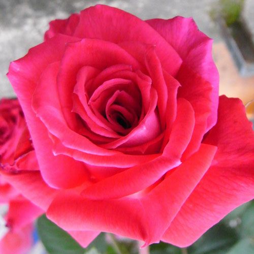 000000021195-01-l.jpg?t=