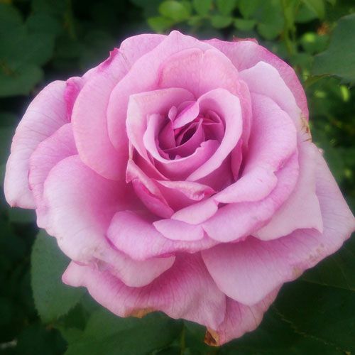 レア　❀専用同梱❀　バラ　苗　フェイ　2450円 絵日傘(えひがさ)]春苗｜バラと庭あそび京阪園芸公式ショップ