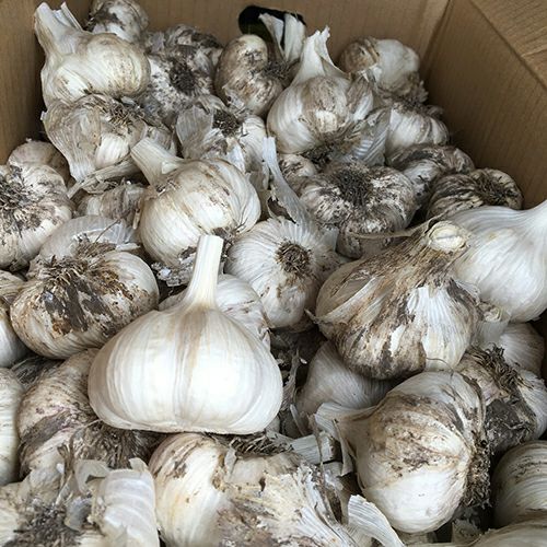 にんにく ホワイト六片 種球 約100g(10～15個） 【国産】 [ 葫 球根 種 ]