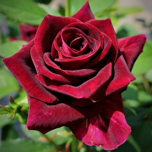 希少　薔薇苗　バラ苗　フラ…2年　1鉢 希少 薔薇苗 バラ苗 フラ…2年 1鉢 - メルカリ