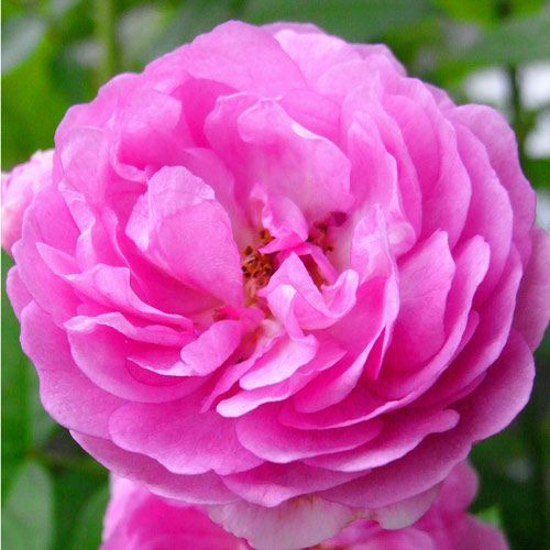 バラ苗(予約販売) 【エクセレンツフォンシューベルト】 2年大株苗 4号