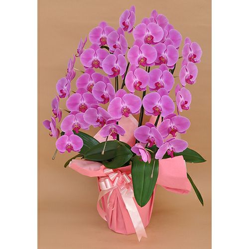 phal胡蝶蘭 大輪　3F 胡蝶蘭大輪 白 3本立ち 35輪〜40輪前後 | 胡蝶蘭ならHitoHana