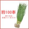 玉ねぎ苗 【予約】 【 晩生 玉ねぎ苗 】 約100本（約50本×2束） [ たまねぎ苗 タマネギ苗 玉葱苗 販売 野菜苗 家庭菜園 ]