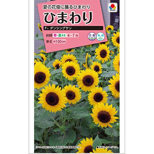 矮性ひまわり・ビッグスマイル（R）| 種・苗・ガーデニング用品