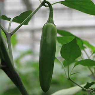 ピーマン パプリカ ししとう 唐辛子 農業屋 Com ピーマン パプリカ ししとう 唐辛子 農業屋 Com