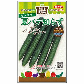 キュウリ 種 【 おうち野菜　夏バテ知らず 】 実咲小袋 ( キュウリの種 )