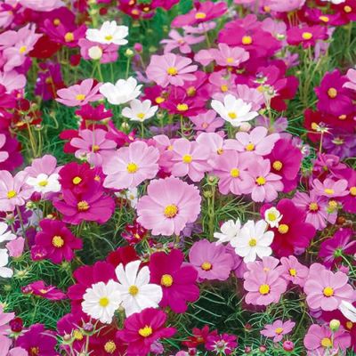 コスモス（秋桜） | 農業屋.com