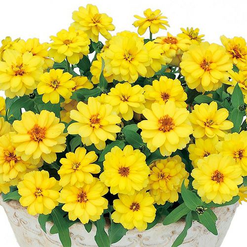 百日草 農業屋 Com