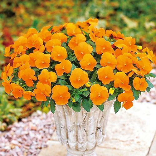 000000022797-01-l.jpg?t=