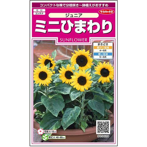 ひまわり 種 【 ミニひまわり ジュニア 】 実咲小袋 ( ひまわり ひまわり 種 【 ミニひまわり ジュニア 】 実咲小袋 ( ひまわり